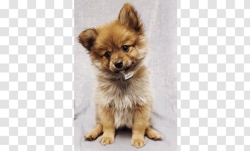 German Spitz Mittel Pomeranian Klein Finnish Eurasier - Dog Like Mammal - Puppy Transparent PNG