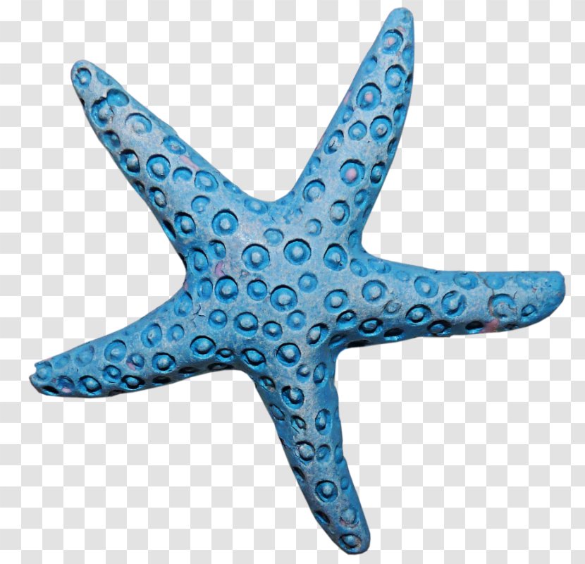 Starfish Invertebrate Animal - Echinoderm Transparent PNG