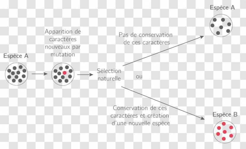 Evolution Les Mécanismes De L'évolution Nouvelles Espèces Biologiques Species Natural Selection - Silhouette - Squelette Transparent PNG