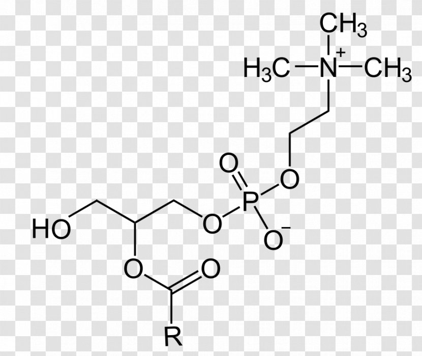 Lysophosphatidylcholine Glyceride Phosphocholine Phosphatidylserine Glycerol - Glycerin Transparent PNG