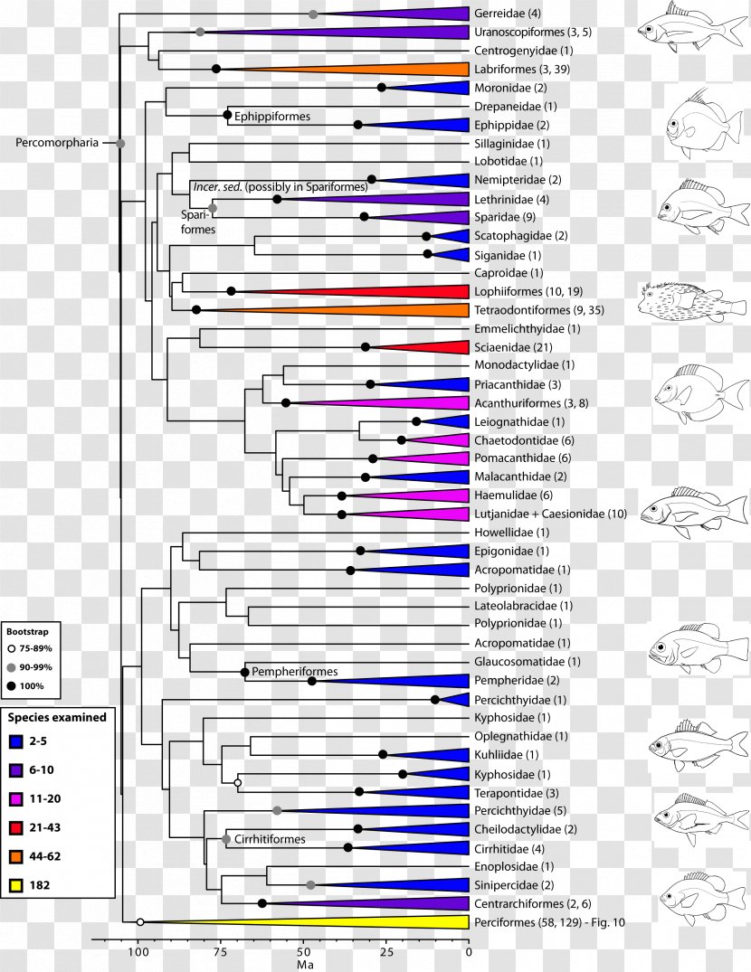 Phylogenetic Tree Perciformes Cladogram Phylogenetics Cladistics - Bush Transparent PNG