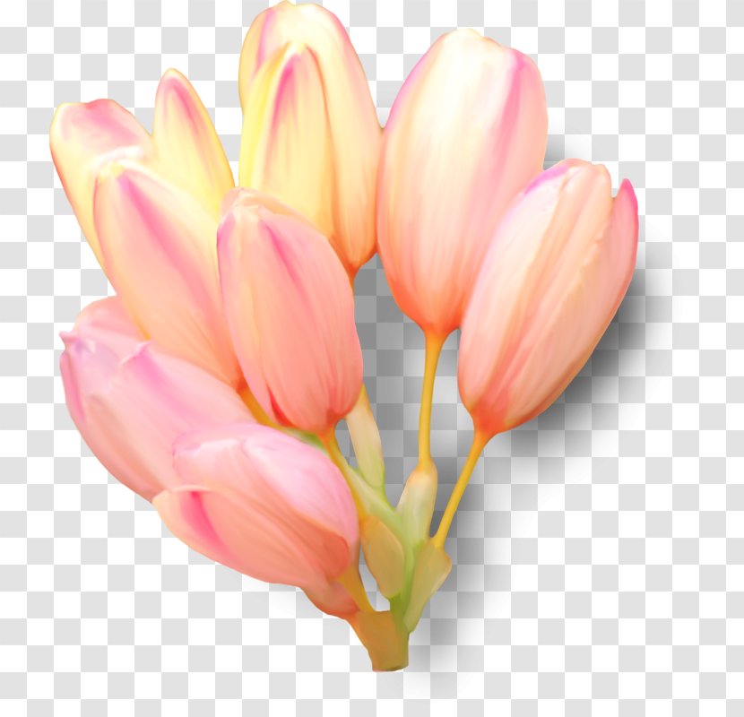 Tulip Petal Cut Flowers Clip Art Transparent PNG
