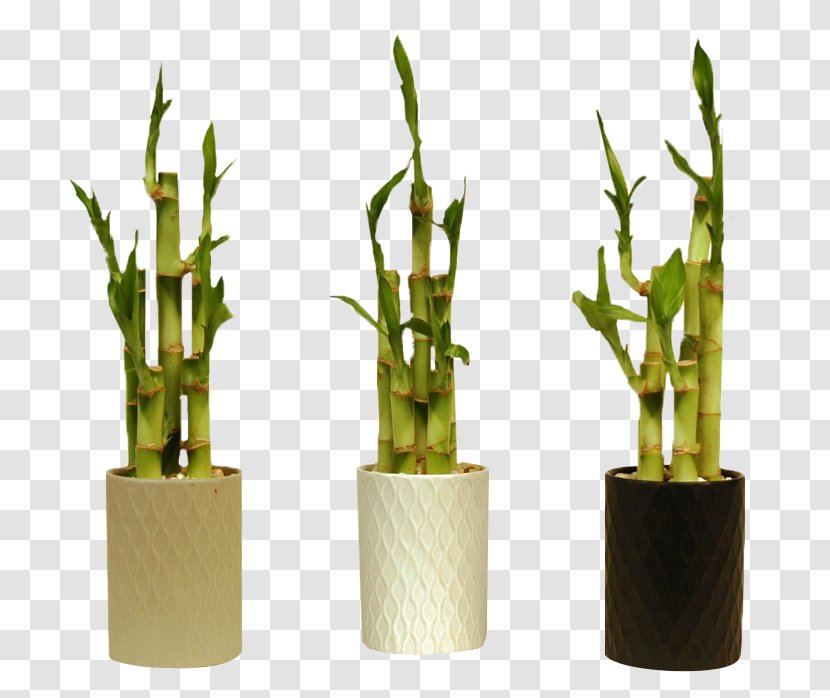 Philodendron Bipinnatifidum Xanadu Lucky Bamboo Plant - Houseplant Transparent PNG