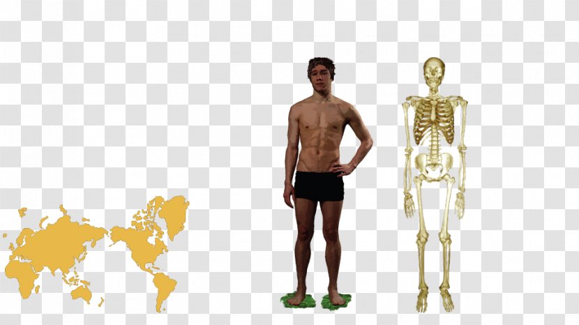 Homo Sapiens Human Anatomy Body Behavior - Superhuman - Cartoon Transparent PNG