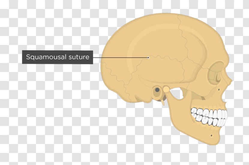 Temporal Line Parietal Bone Lobe Skull - Cartoon Transparent PNG