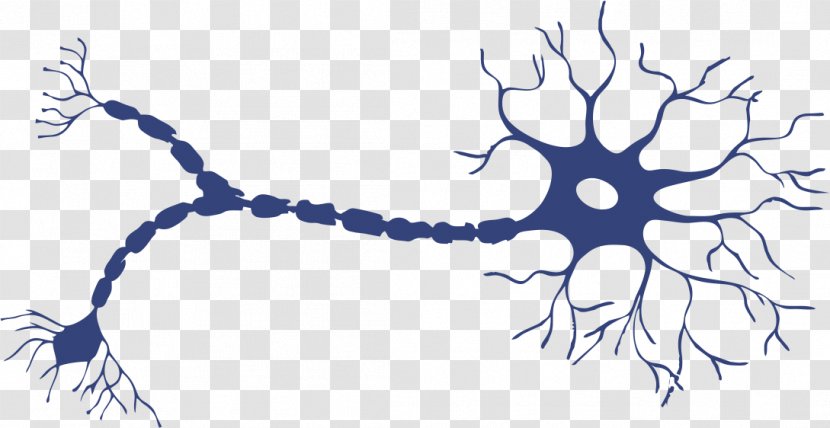 Neuron Axon Soma Nervous System Dendrite - Heart - Neurons Transparent PNG