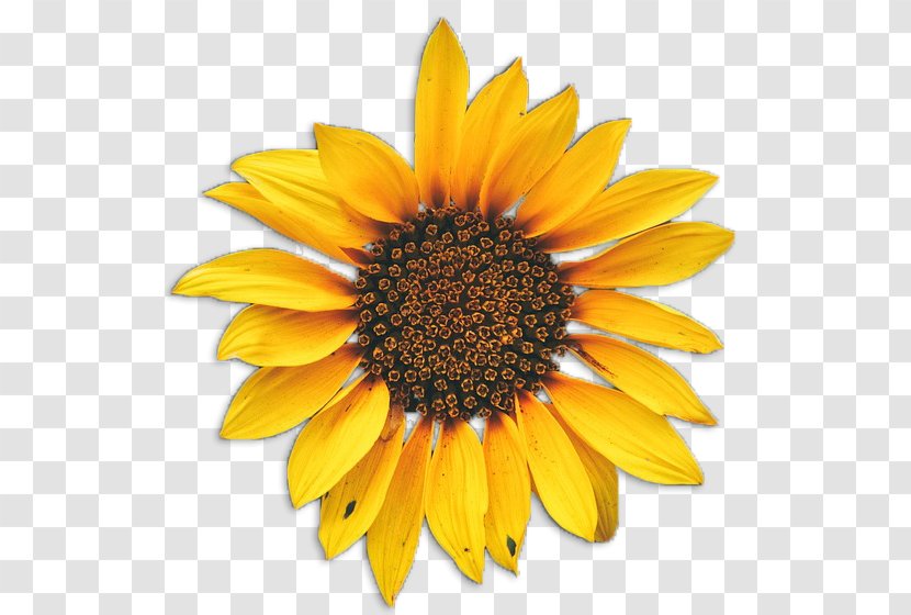 Common Sunflower Drawing Clip Art - Flower - Suculent Transparent PNG