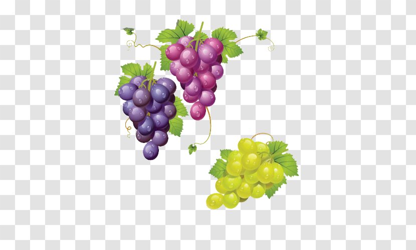 Wine Grapevines Clip Art - Fruit - Three Strings Of Grapes Transparent PNG