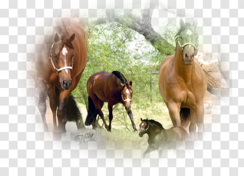 Mustang American Quarter Horse Stallion Desktop Wallpaper Transparent PNG