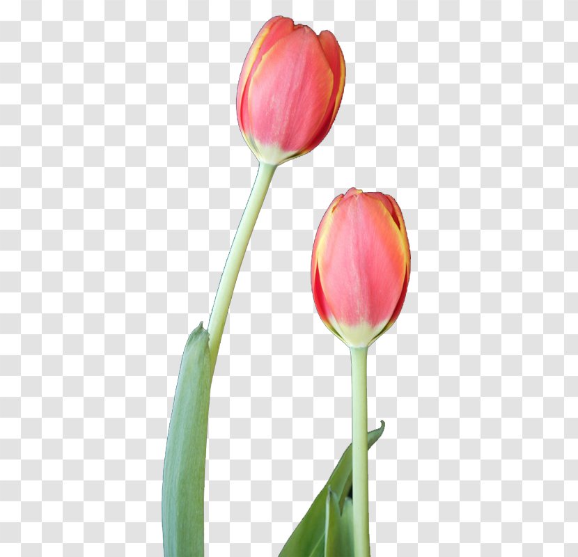 Tulip Flower Designer - Tulips Free Stock Buckle Transparent PNG