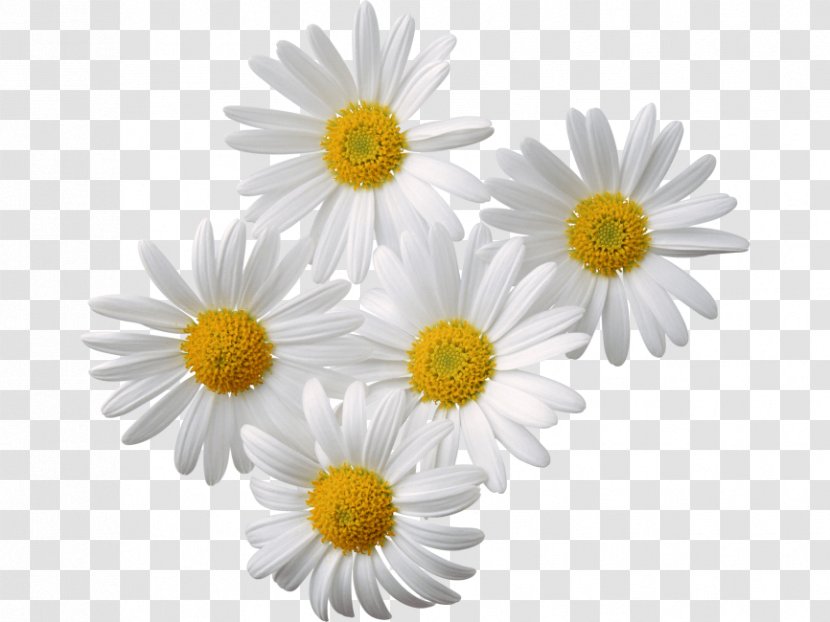 Clip Art Common Daisy Vector Graphics Chamomile - Family - Papatya Streamer Transparent PNG