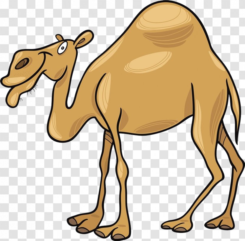 Dromedary Cartoon Clip Art - Wildlife - A Camel Transparent PNG