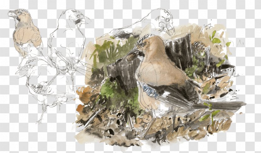 Eurasian Jay Bird Acorn Crow Family - Oak - Gland Transparent PNG