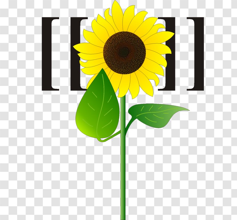 Sunflowers Sunflower Seed Cut Flowers Plant Stem - Mascot Transparent PNG