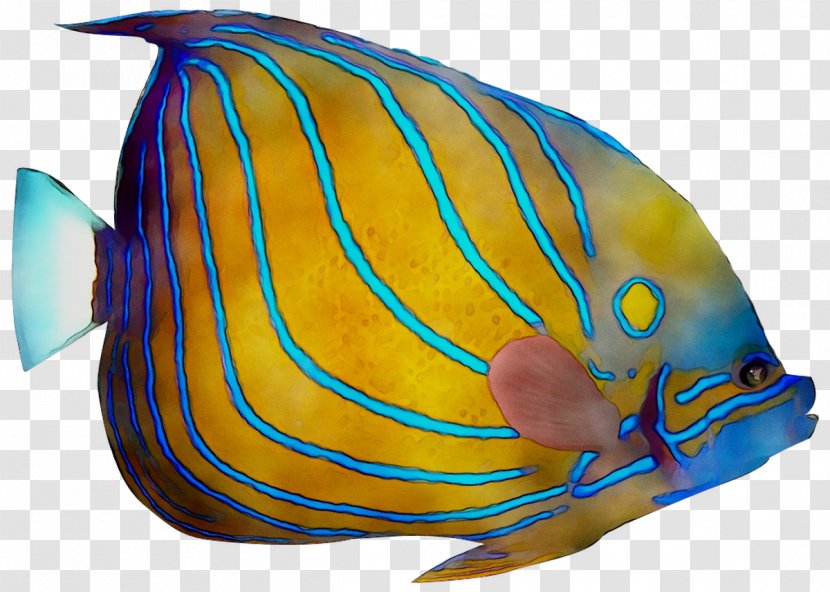 Marine Biology Cobalt Blue Fish - Butterflyfish Transparent PNG