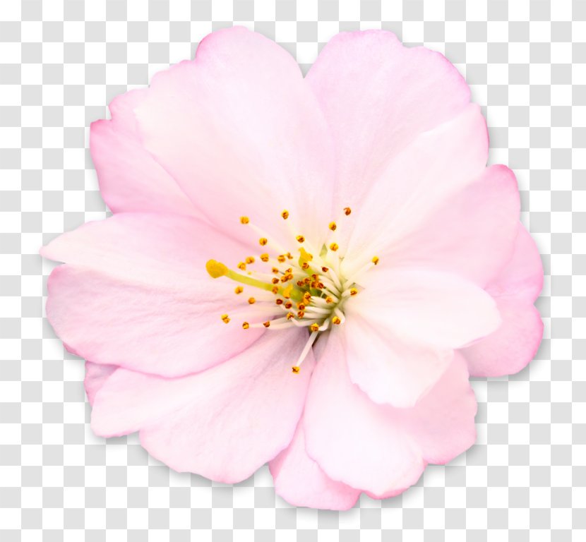 Cherry Blossom Royalty-free Flower Transparent PNG