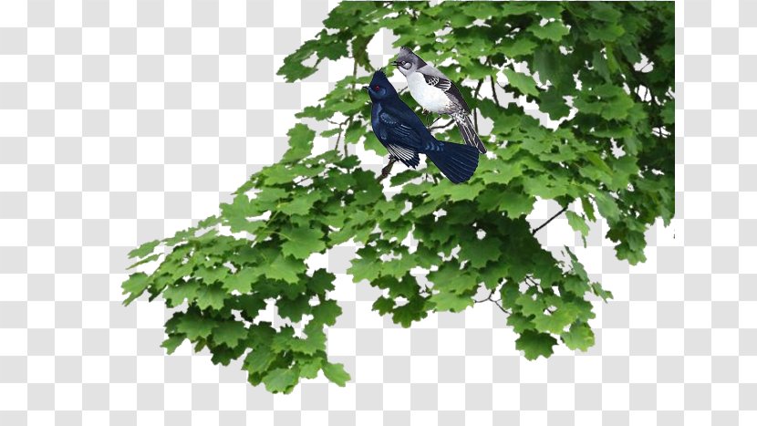 Branch Tree Leaf Shrub Plant - Architectural Engineering Transparent PNG
