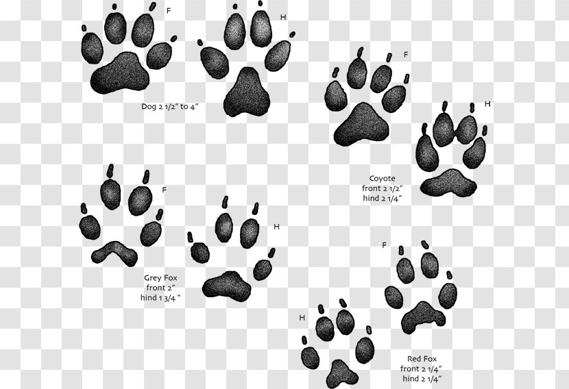 Coyote Dog Paw Red Fox Gray Transparent PNG