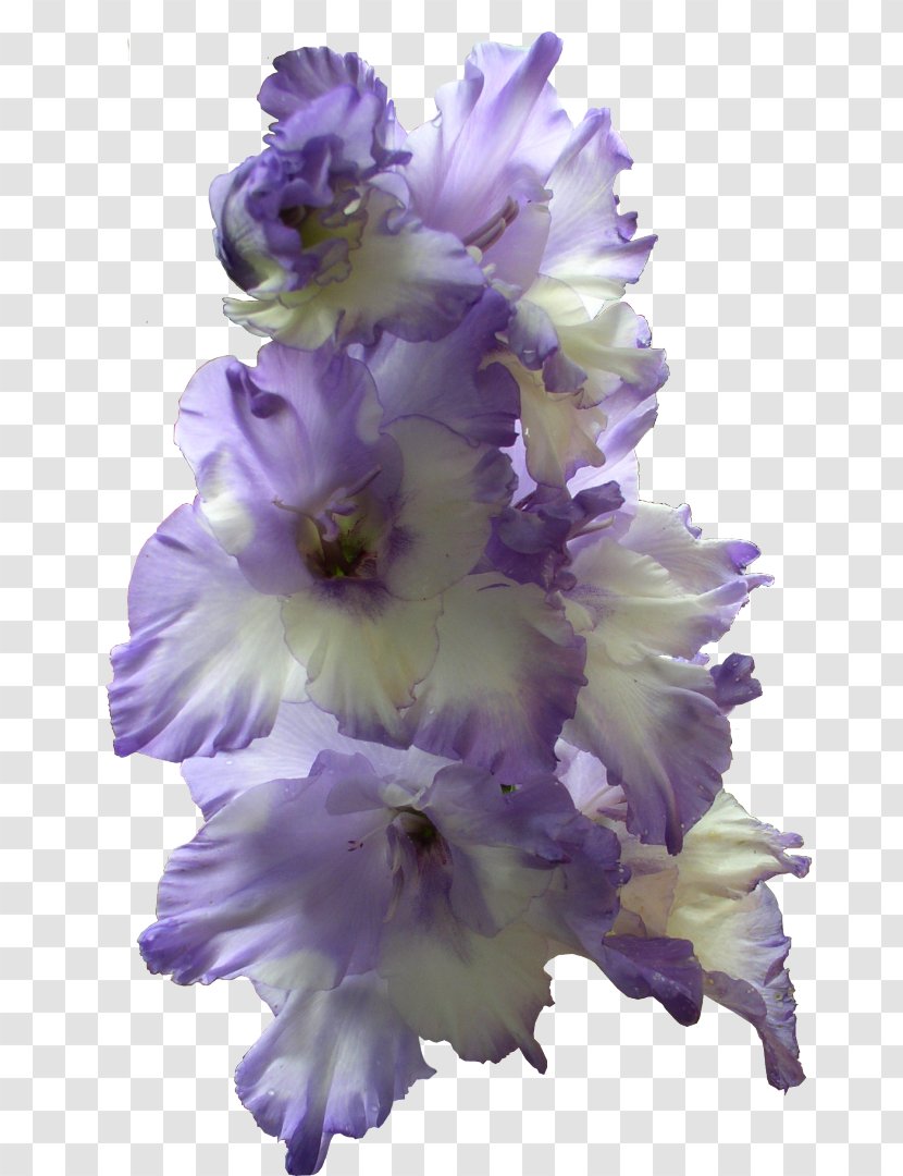 The Gladiolus Bulb Blue Flower - Lavender Transparent PNG