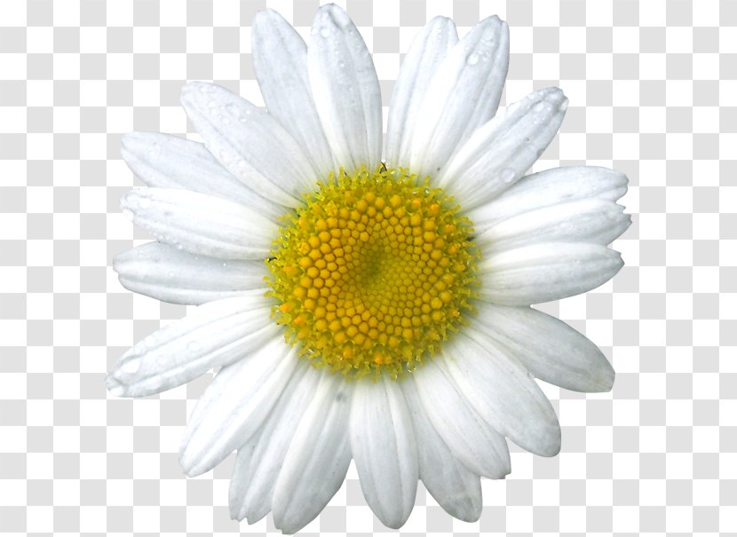 Common Daisy Oxeye Chamomile Flower - Plant Transparent PNG