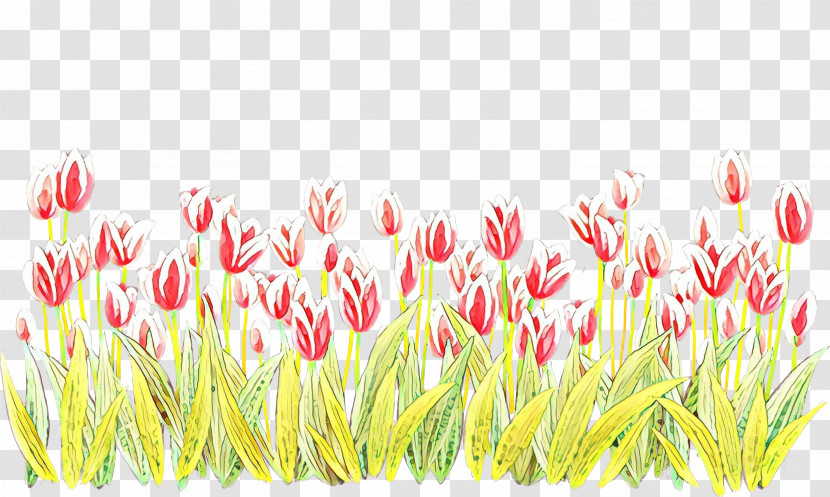 Pink Tulip Plant Grass Family Grass Transparent PNG