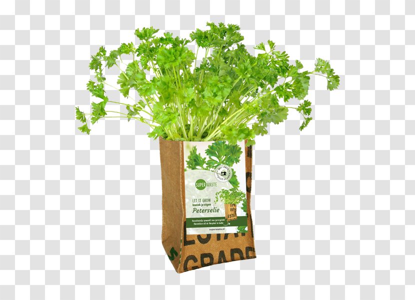 Parsley Herb Spice Vegetable Peterselie Op Pot - Plant - Growing Transparent PNG