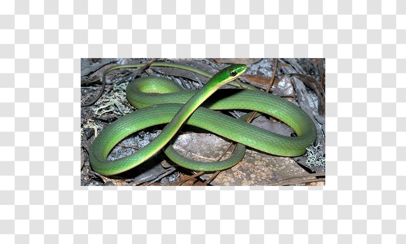 Colubrid Snakes - Plant Transparent PNG