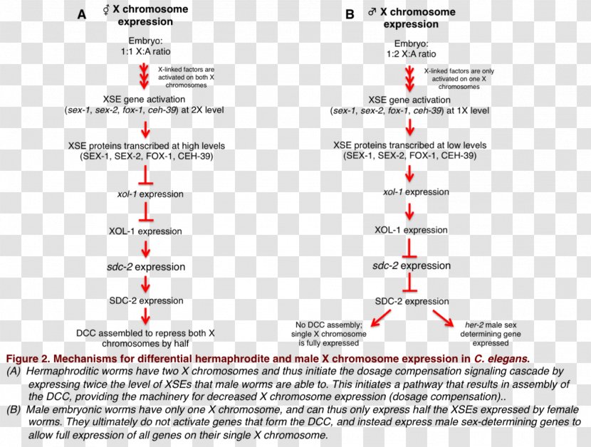 Dosage Compensation Common Fruit Fly X Chromosome Roundworm Gene - Expression Transparent PNG