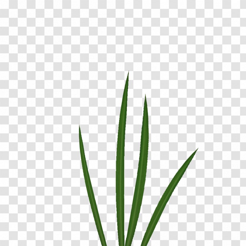 Leaf Grasses Plant Stem Family - Athletes Material Plane Transparent PNG