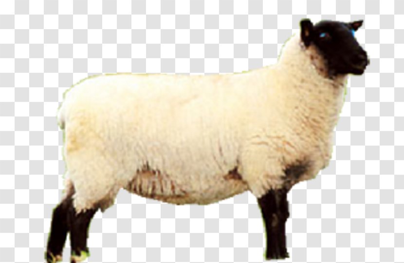 Sheep Meat Eid Al-Adha - Autodesk Revit Transparent PNG