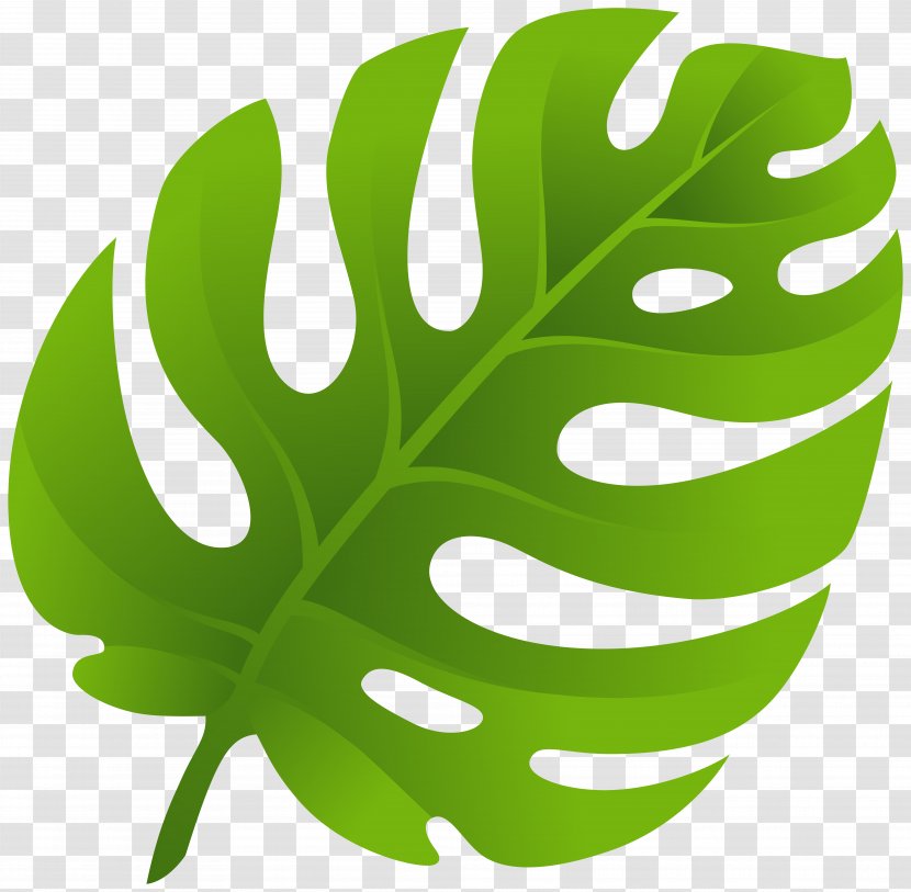 Leaf Clip Art - Green - Monstera Transparent PNG