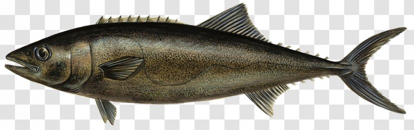 Milkfish Escolar Thunnus Oily Fish - Swordfish - Pandalus Borealis Transparent PNG