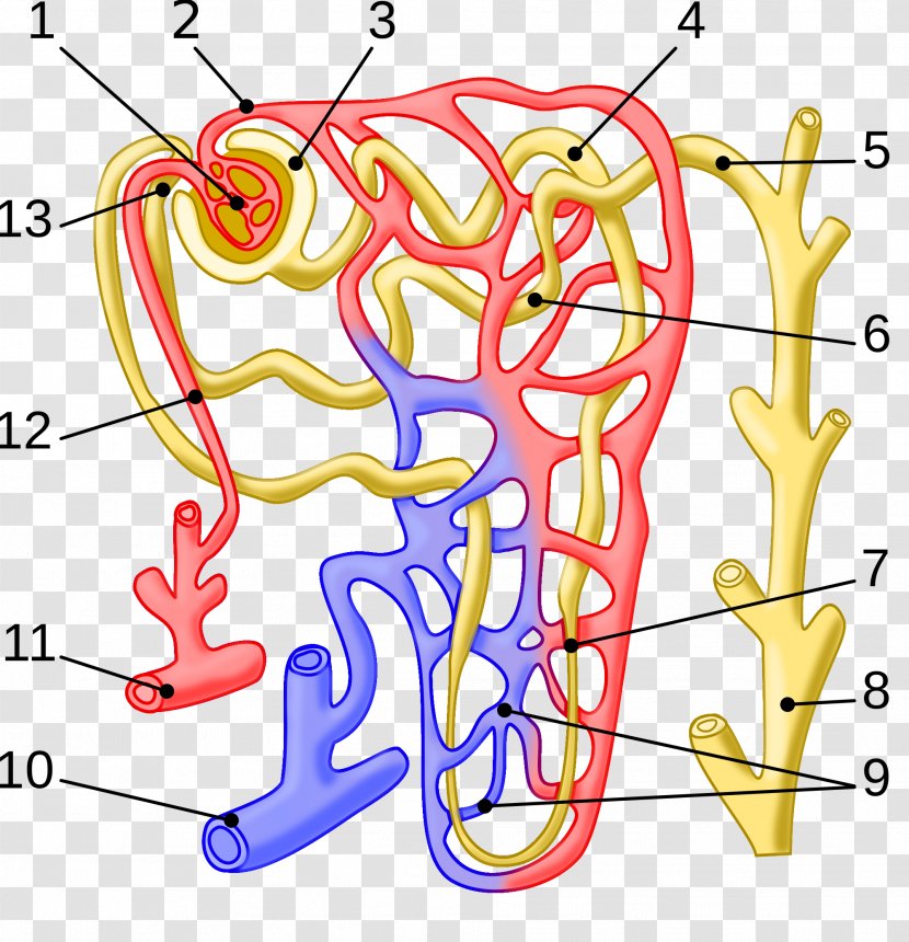 Nephron Arcuate Vein Kidney Efferent Arteriole Glomerulus - Flower Transparent PNG