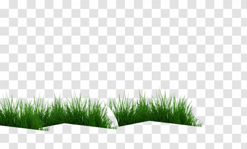Vetiver Commodity Chrysopogon - Cow Eating Grass Transparent PNG