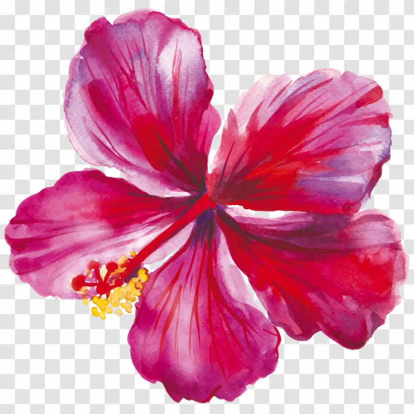 Hibiscus Drawing Flower - Watercolor Painting Transparent PNG