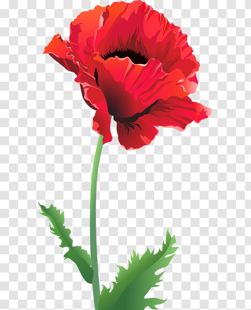 Common Poppy Remembrance Flower - Seed Plant Transparent PNG
