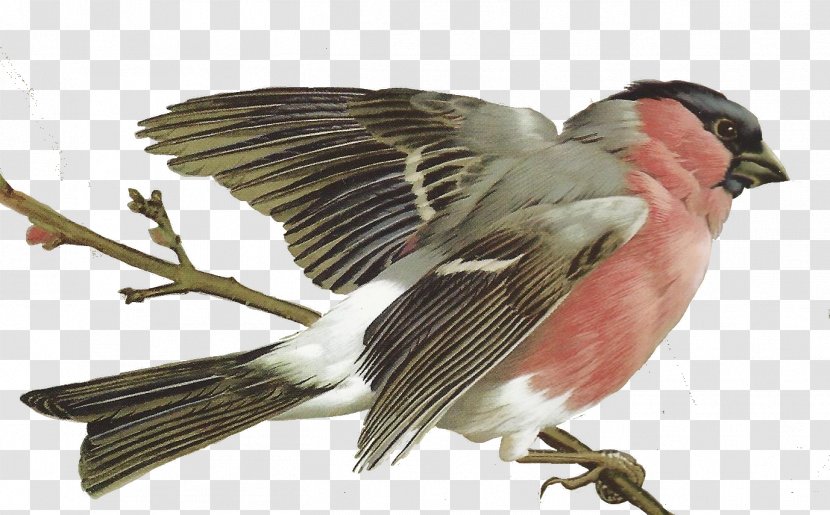 Palawan Flowerpecker Bird Painting Drawing Image - Beak Transparent PNG