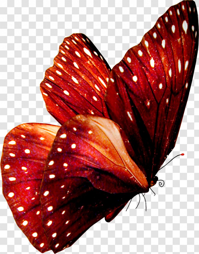 Butterfly Art Stock Photography Royalty-free - Moth Transparent PNG