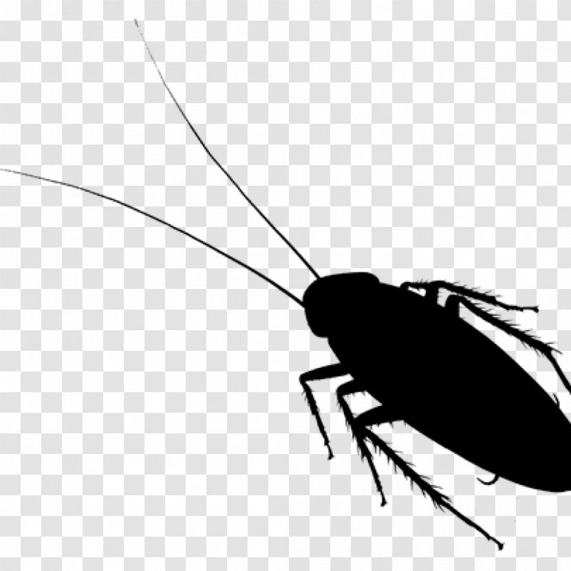 Cockroach Beetle Helicopter Rotor Font - Invertebrate - Arthropod Transparent PNG