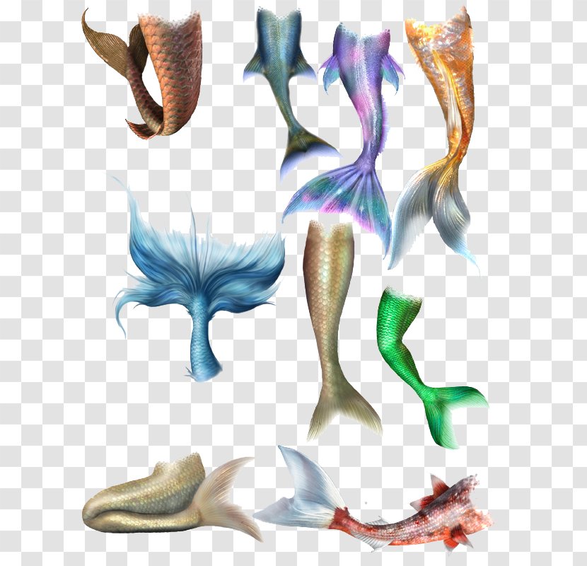 Tail Poster - A Wide Variety Of Fish Transparent PNG