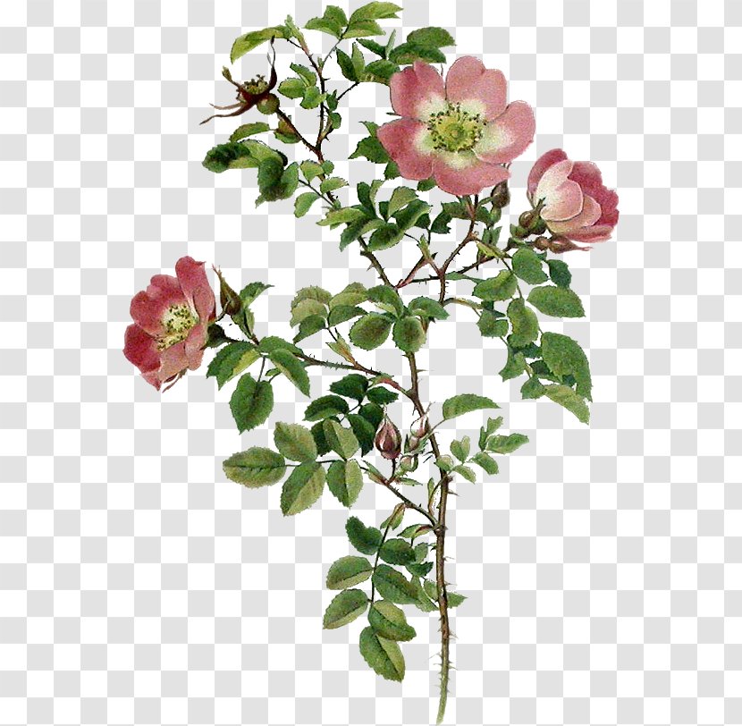 Garden Roses Cabbage Rose Flower Sweet-Brier BMW 5 Series - Rosa Centifolia Transparent PNG