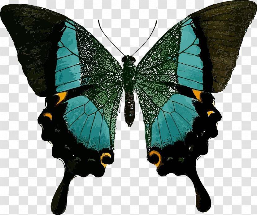 National Fibromyalgia Association Awareness Ribbon Chronic Pain - Papilio Paris Tamilana - Fly Transparent PNG