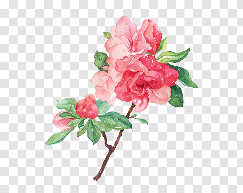 Garden Roses Flower Illustration - Rose Family - Blooming Flowers Transparent PNG