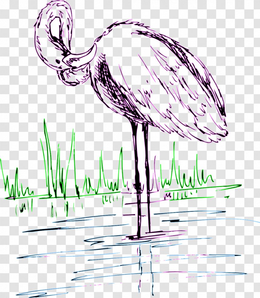 Flamingos Water Bird Drawing Clip Art - Flamingo Transparent PNG