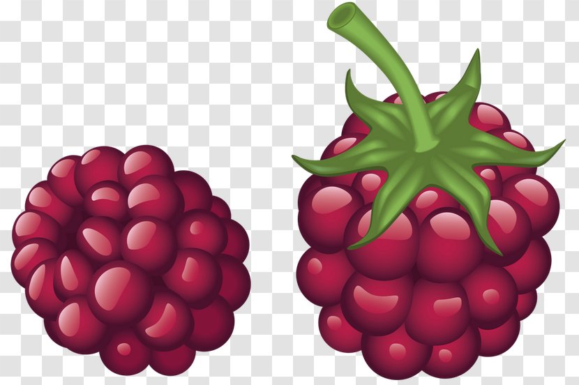 Red Raspberry Fruit Drawing - Royaltyfree Transparent PNG