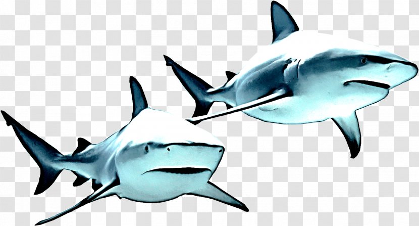 Shark - Fin - Tiger Transparent PNG