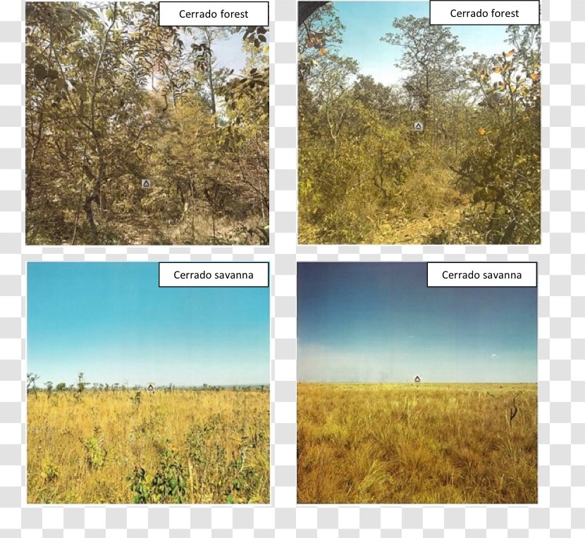Biome Nature Reserve Grassland Plant Community Ecoregion - Sky - Tree Transparent PNG