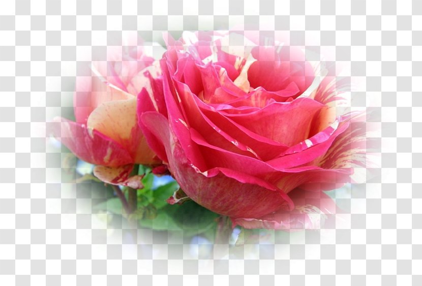 Garden Roses Cabbage Rose Floristry Cut Flowers Petal - Pas De Deux Transparent PNG