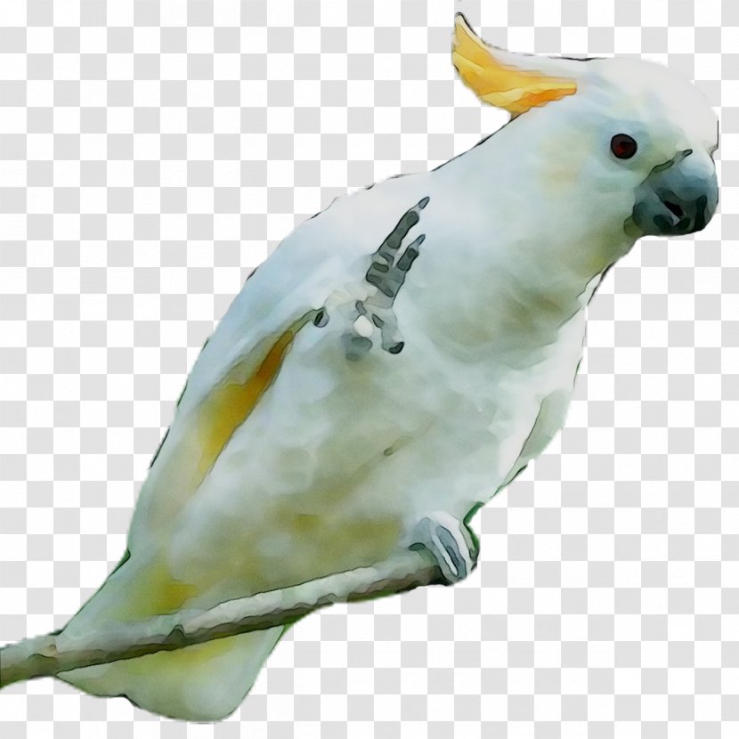 Cockatiel Lovebird Sulphur-crested Cockatoo Parakeet Pet - Parrot - Feather Transparent PNG