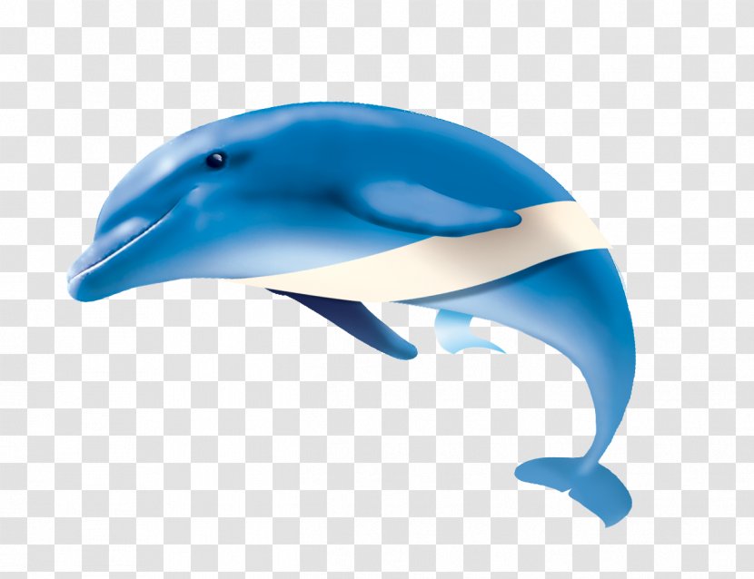 Dolphin Website - Yandex Search Transparent PNG